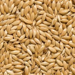 ALPISTE SEMILLA 250GR NYSBO