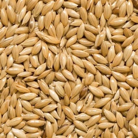 ALPISTE SEMILLA 250GR NYSBO