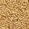 ALPISTE SEMILLA 250GR NYSBO