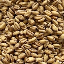TRIGO BIO 6KG ICBIO