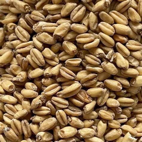 TRIGO BIO 6KG ICBIO