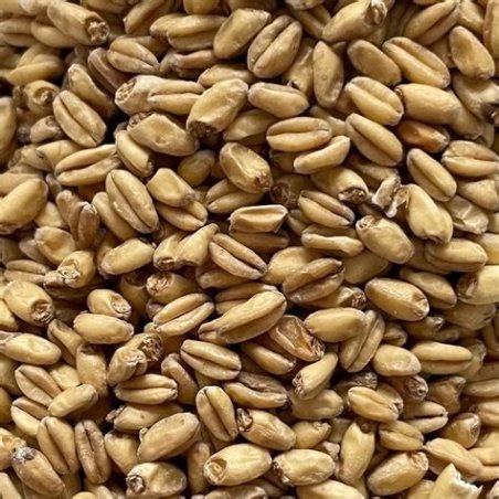 TRIGO BIO 6KG ICBIO