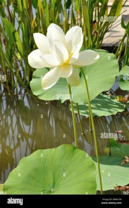 LOTUS DEL ALBA