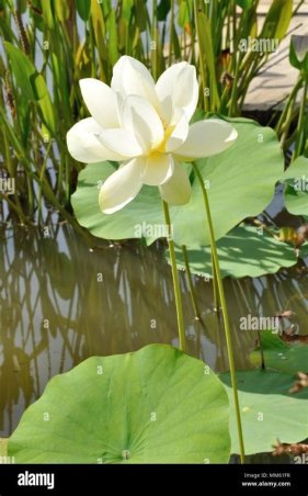 LOTUS DEL ALBA