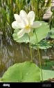 LOTUS DEL ALBA