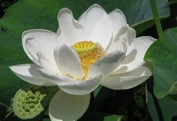 LOTUS DE ALBA