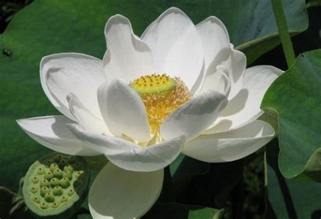 LOTUS DE ALBA