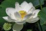 LOTUS DE ALBA