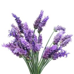 ESPLIEGO(LAVANDA) PLANTA SORIA NATURAL