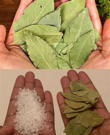 SAL DE MOSTAZA Y LAUREL HERBES DE LA CONCA
