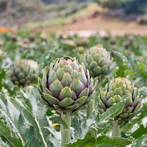 ALCACHOFA MEDITERRANEA EL TIO HILARIO BIO