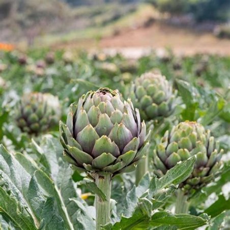 ALCACHOFA MEDITERRANEA EL TIO HILARIO BIO
