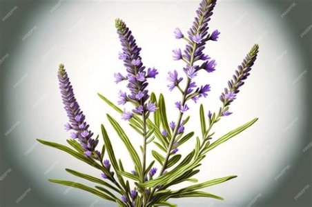 LAVANDA RAMAS