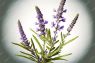 LAVANDA RAMAS