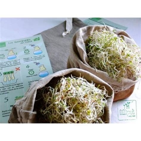 BOLSA DE GERMINACION LILIPUT