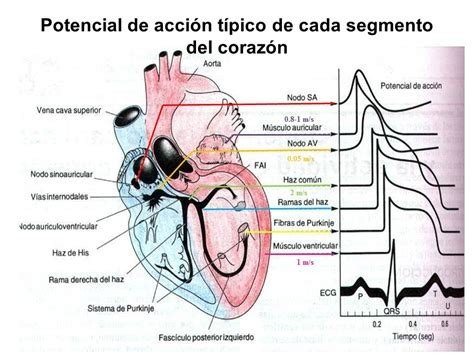 POTENCIAL N CORAZON