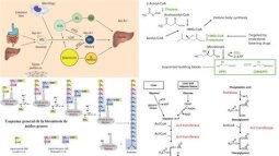 METABOLISMO DE LIPIDOS LES COMPLEMENTAIRES