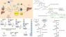 METABOLISMO DE LIPIDOS LES COMPLEMENTAIRES