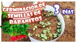 SEMILLAS PARA GERMINAR RABANITO ROSA LILIPUT