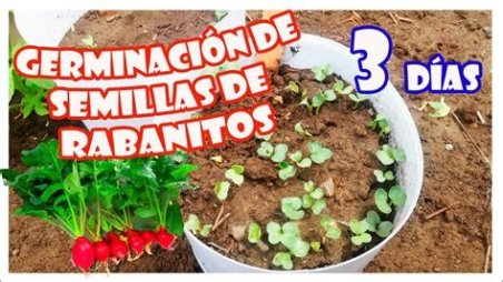 SEMILLAS PARA GERMINAR RABANITO ROSA LILIPUT