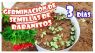 SEMILLAS PARA GERMINAR RABANITO ROSA LILIPUT