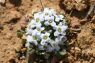 COCLEARIA (ROMPEPIEDRA) PLAMECA PLANTA