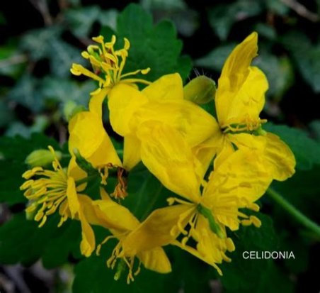 CELIDONIA PLANTA MAESE HERBARIO