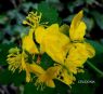 CELIDONIA PLANTA MAESE HERBARIO