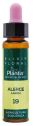PLANTIS N.19 ALERCE 10ML