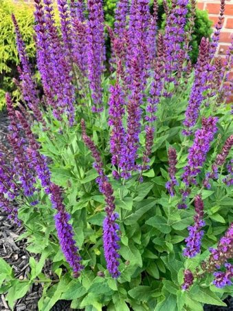 SALVIA