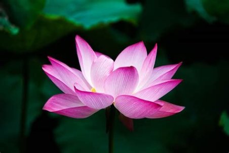 FLOR DEL LOTO