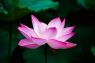FLOR DEL LOTO