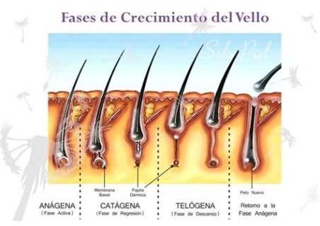RETARDANTE CRECIMIENTO DEL VELLO GRAN VELADA