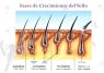 RETARDANTE CRECIMIENTO DEL VELLO GRAN VELADA