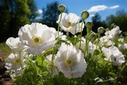 AMAPOLA BLANCA SONNENTOR
