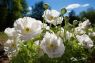 AMAPOLA BLANCA SONNENTOR