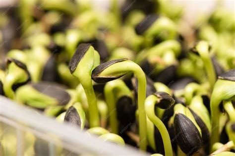 SEMILLAS GERMINADORAS GIRASOL