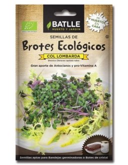 BROTES COL LOMBARDA PARA GERMINAR