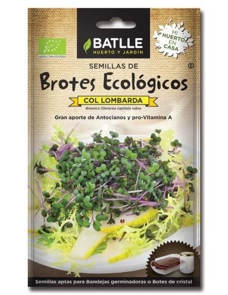 BROTES COL LOMBARDA PARA GERMINAR