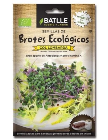 BROTES COL LOMBARDA PARA GERMINAR