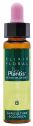 PLANTIS N.8 ACHICORIA 10ML