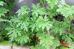 CITRONELA PLANTA