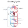 CIRCULATION OLAB SCIENCES Y BEAUTE