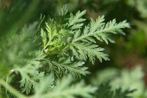 ARTEMISA ANNUA