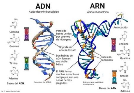 ADN ARN LAVANDA