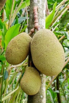 JACKFRUIT
