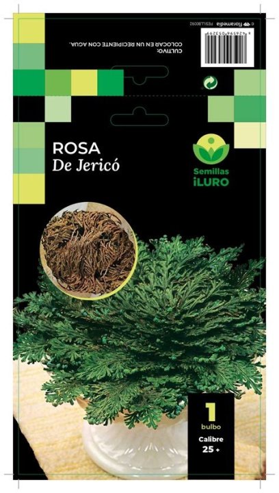 ROSA DE JERICO SEMILLAS HILURO