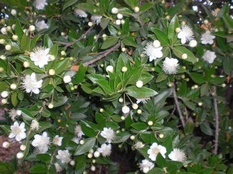 PLANTA MAGICA MIRTO