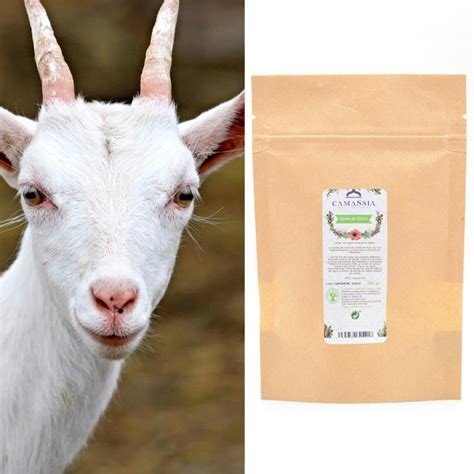 LECHE DE CABRA ENTERA EN POLVO 100 GR CAMASSIA