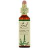 AGRIMONY 1 20 ML BACH